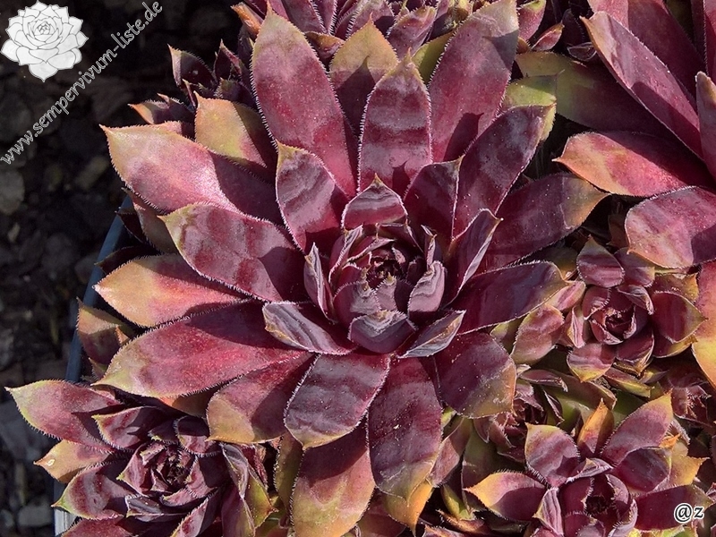 Devon Jewel | Sempervivum-Liste